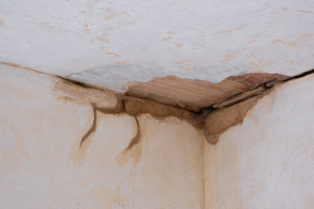 Best Carpet water damage restoration  in Spring Arbor, MI